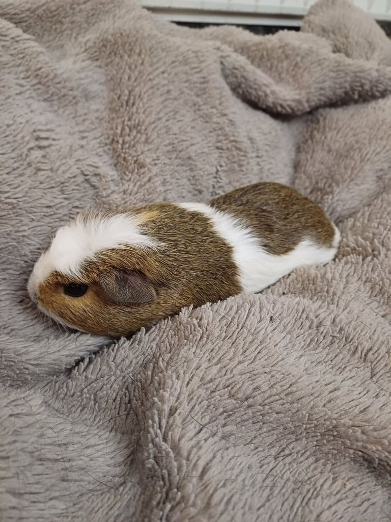 1 Adorable Female Baby Guinea Pig