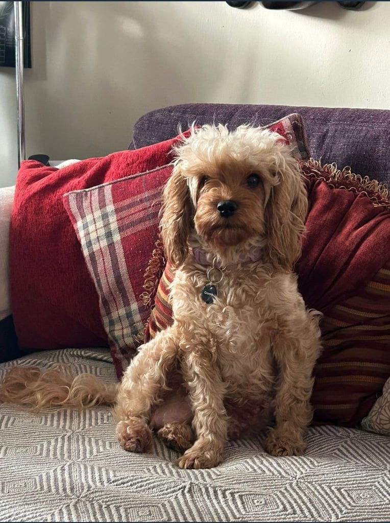 Cute Cavapoo Puppy Girl 