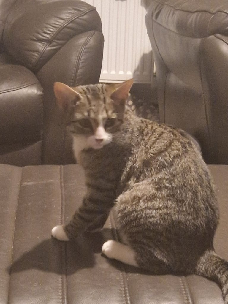 2x kittens need new home 