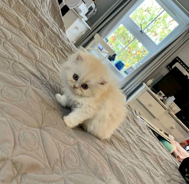 image for **LAST ONE** Beautiful Pure Persian Kittens PKD Neg