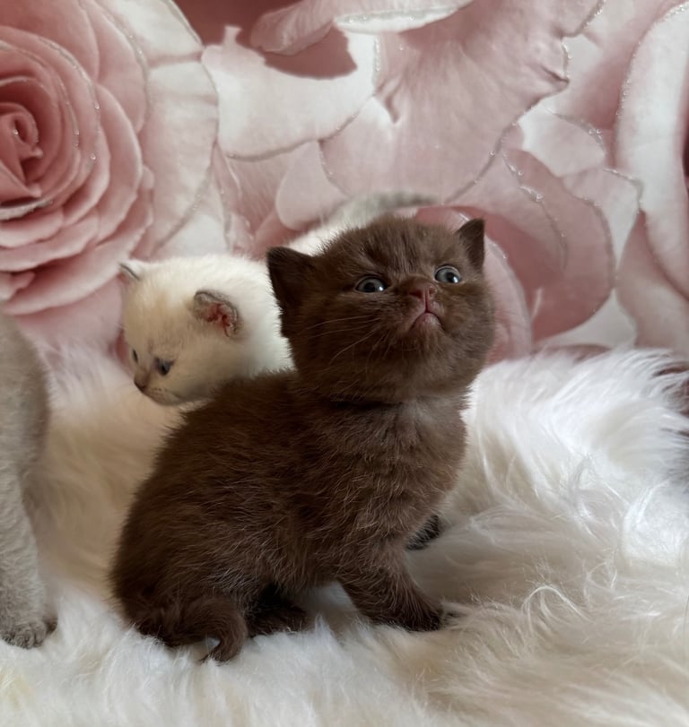 British shorthair kittens 