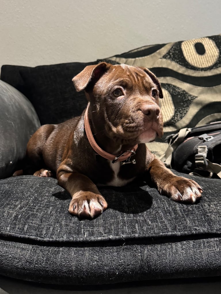 image for 12 Week Old Puppy for Sale