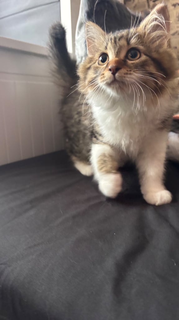 Kittens for sale