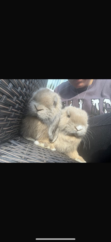 2 Rabbits for sale 