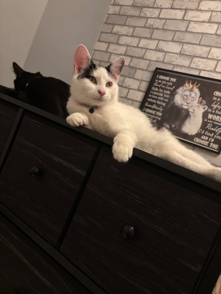 URGENT black and white female