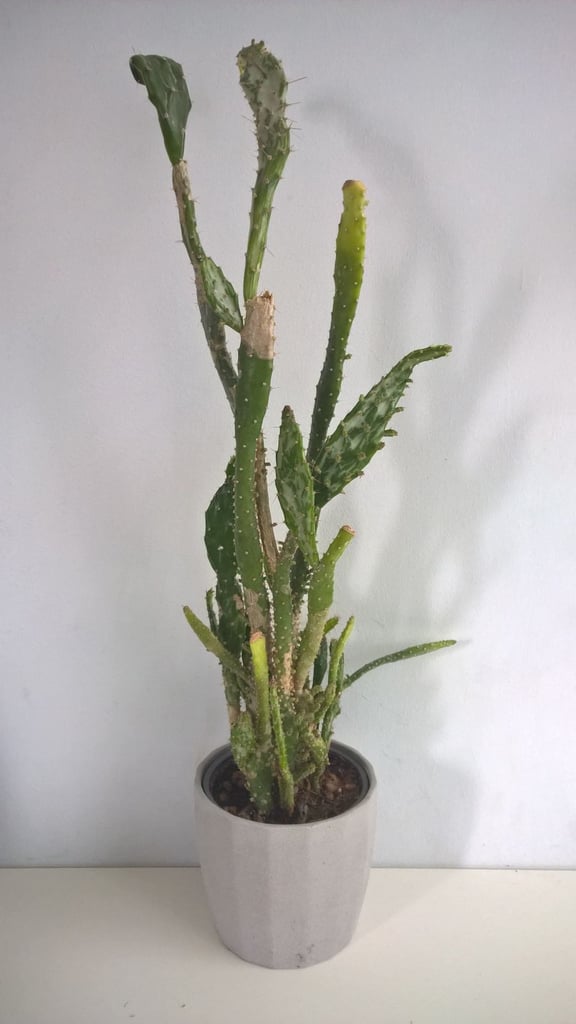 image for Prickly Pear Cactus,