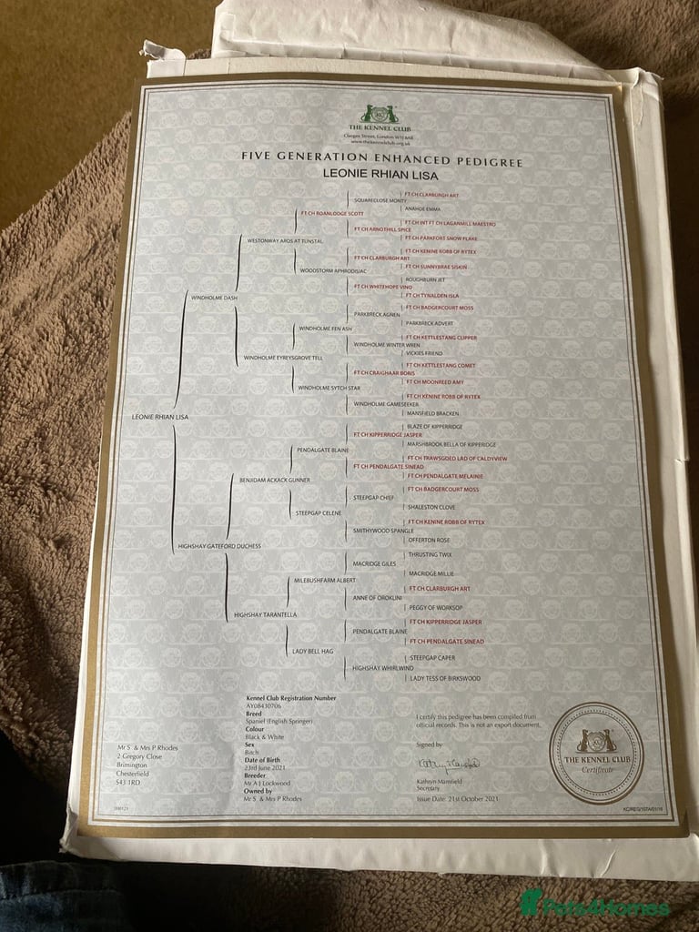 English Springer Spaniels