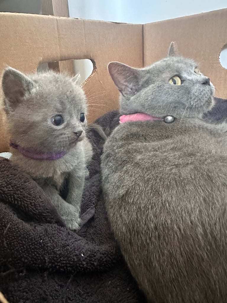British blue kittens