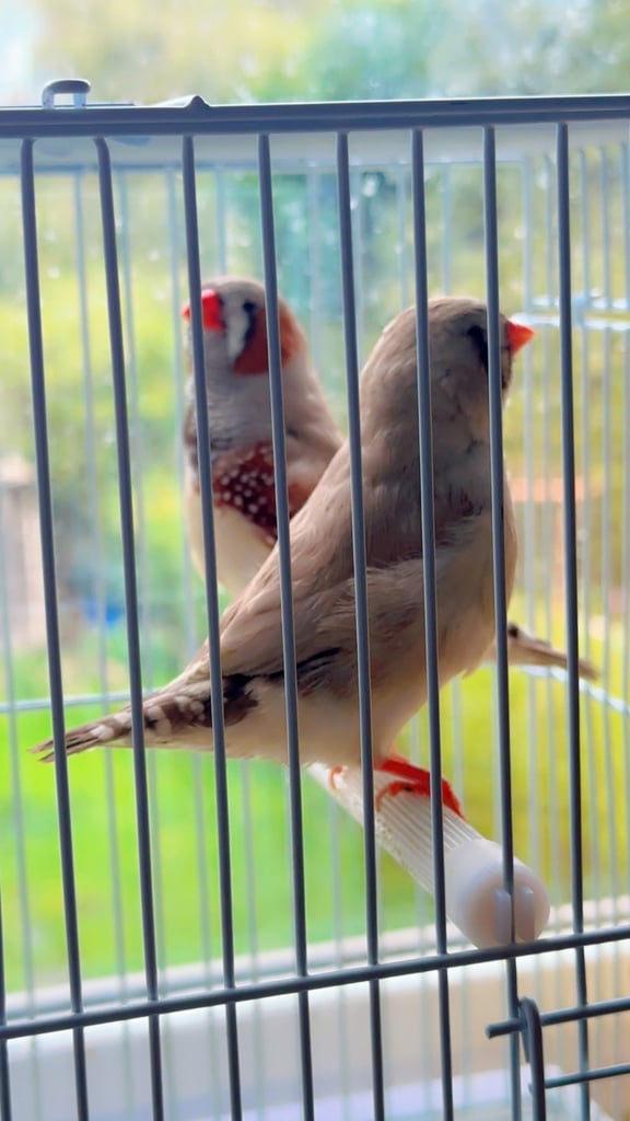 4 PAIRS OF BIG EXHIBITION SIZED CLOSE RUNG (ZFS) ZEBRA FINCHES