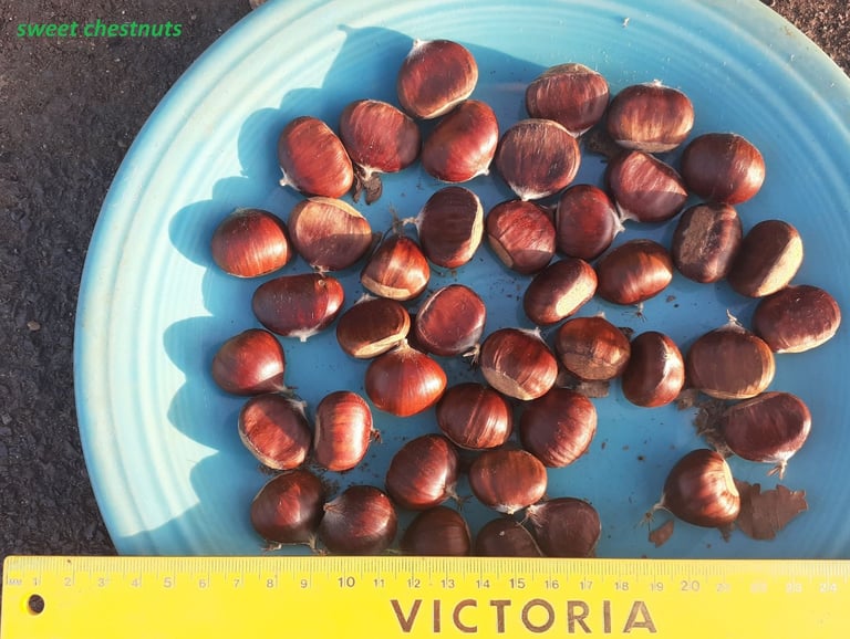 image for Sweet Chestnuts - 80 Fresh Organic - gluten free-smallish sizes - 2.5 cm x 2 cm