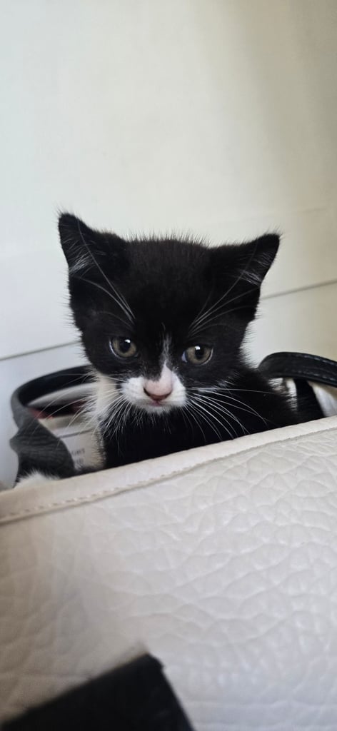 4 Fluffy kittens for sale