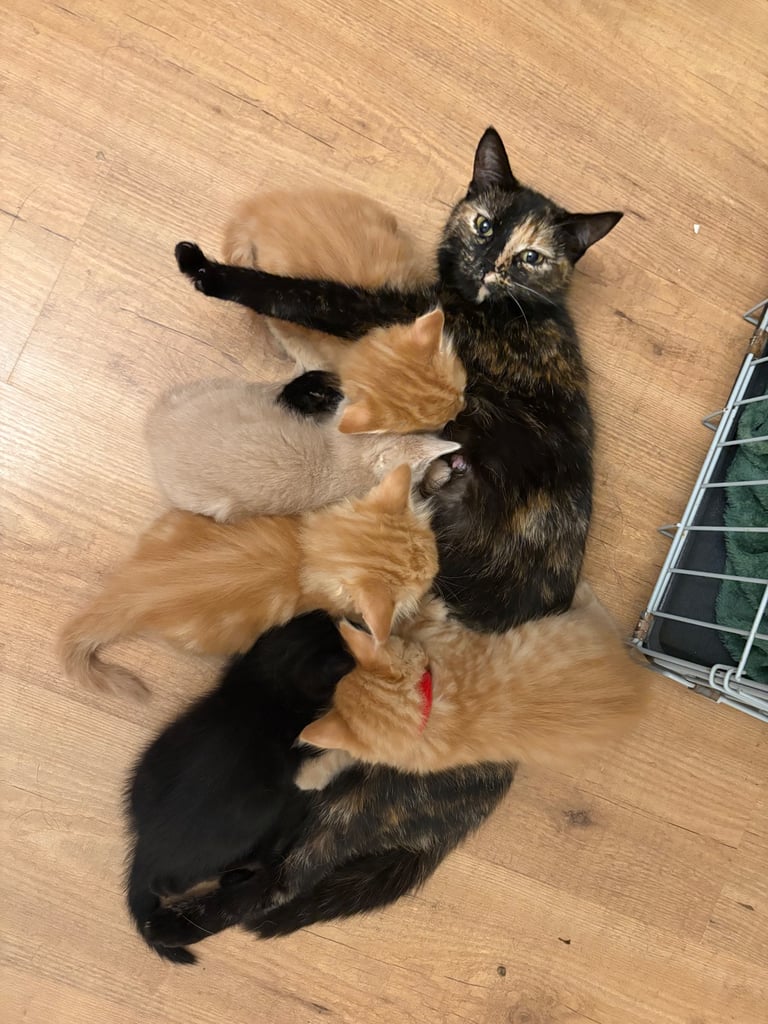 image for *1 girl kitten left*
