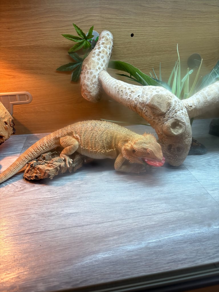 2yr old Bearded Dragon and vivarium 