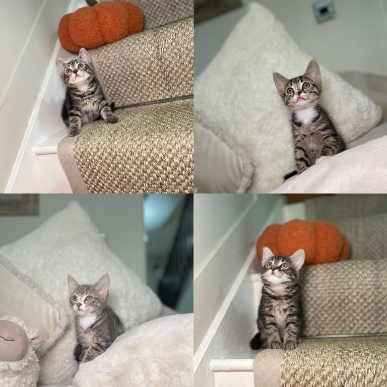 Stunning kittens 8 weeks old ready now 