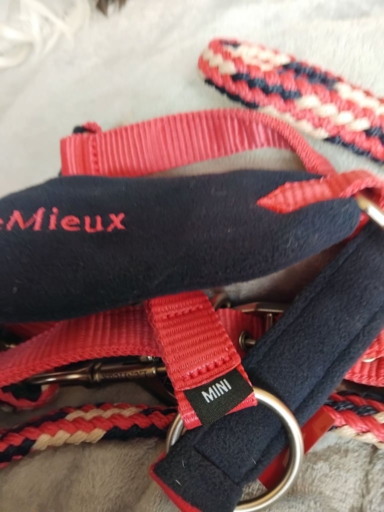 Mini head collar and lead