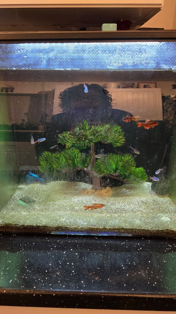 image for Free fish tank