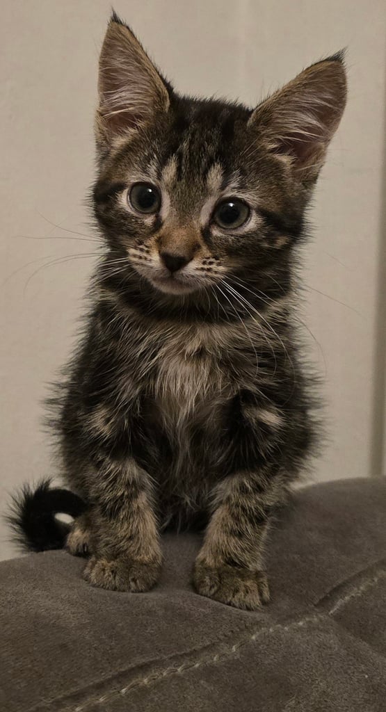 4 Fluffy kittens for sale