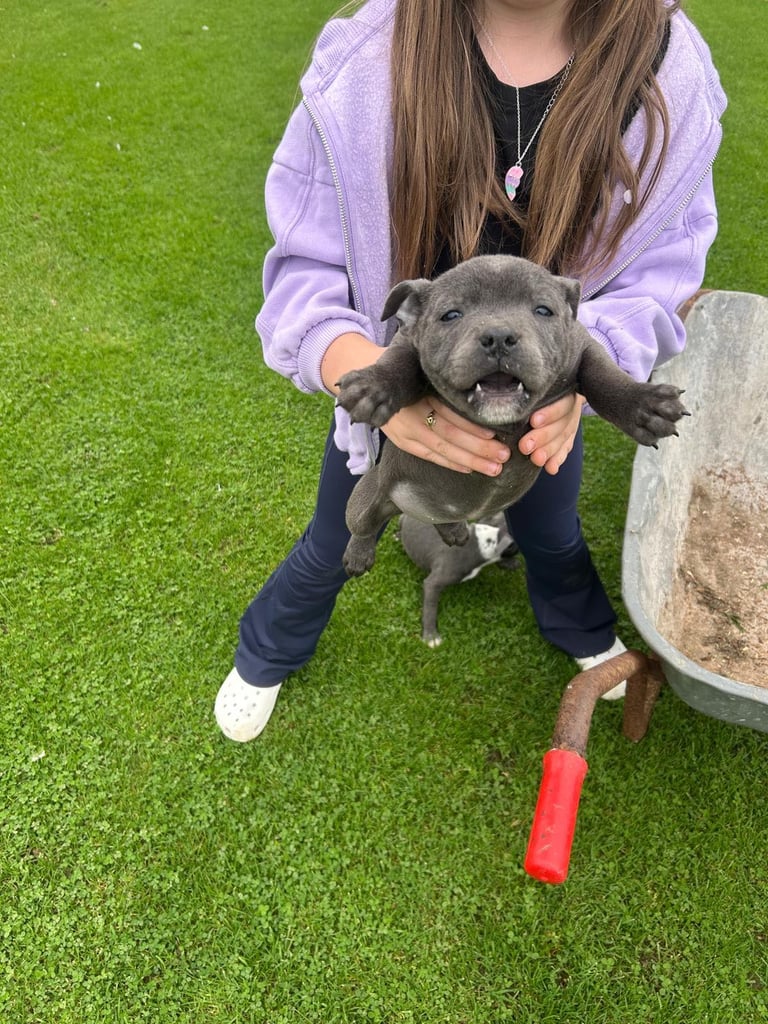Blue Staffordshire Bull Terrier Puppies 