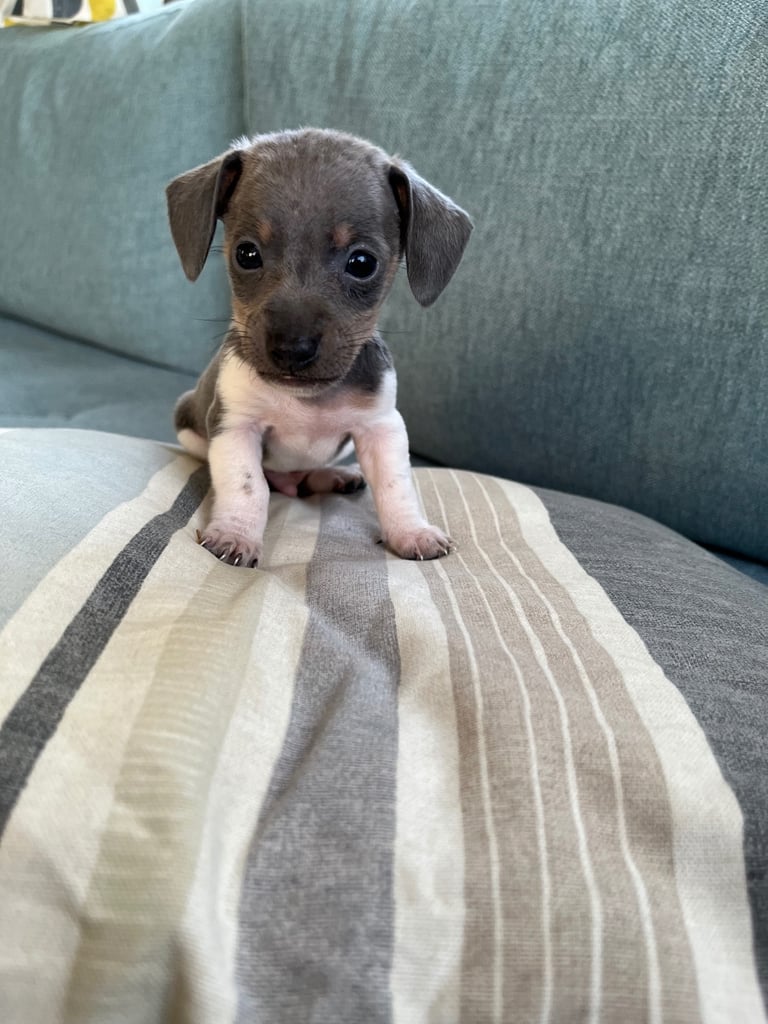 Miniature dachshund ONLY 3 left 