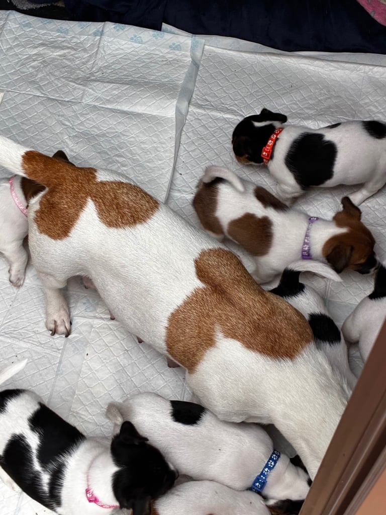 Jack Russell