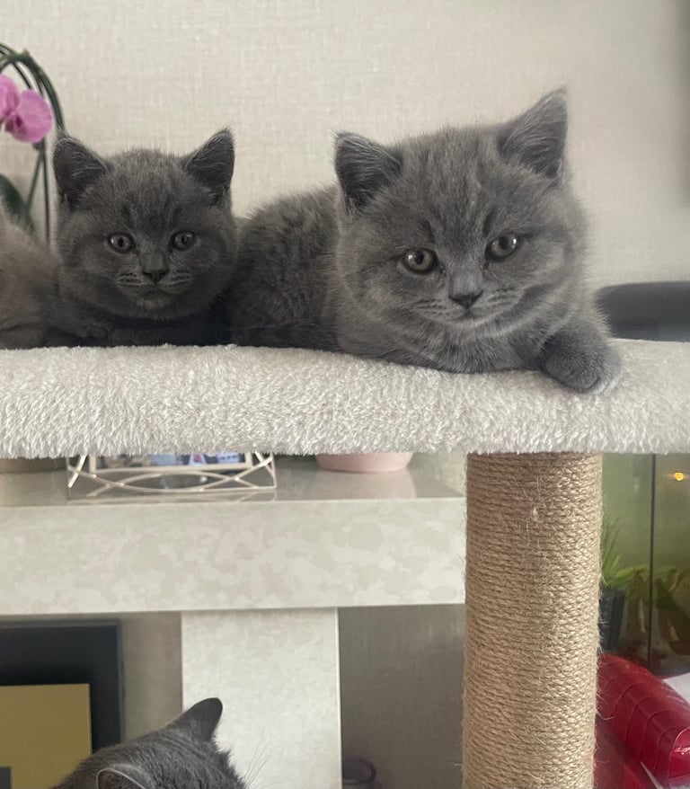British shorthair kittens 