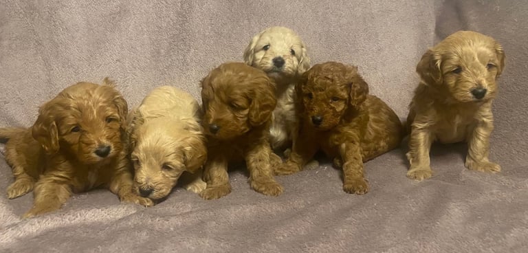 6 Gorgeous Cavapoochon puppies 