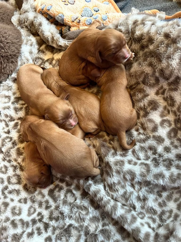 Poodle puppies looking for new homes 