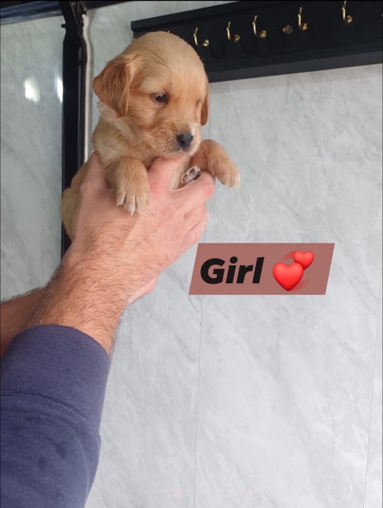 Kc registered golden retrievers