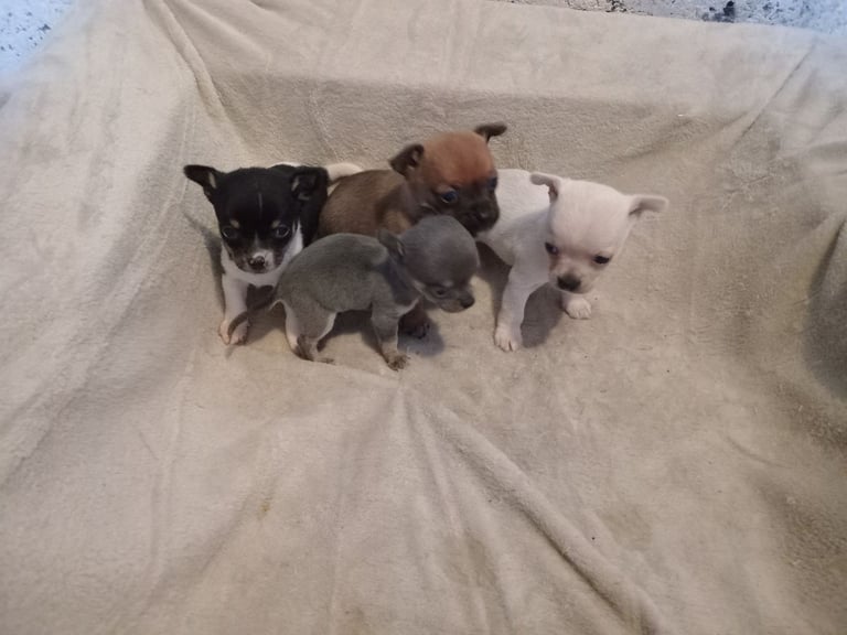 Chihuahua puppys