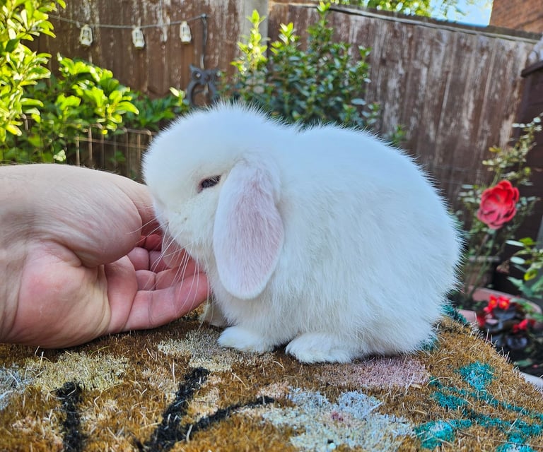 image for Baby boy mini lop 