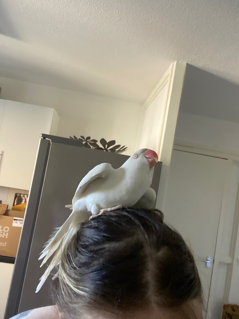 image for Pair of rare mutation ringnecks 