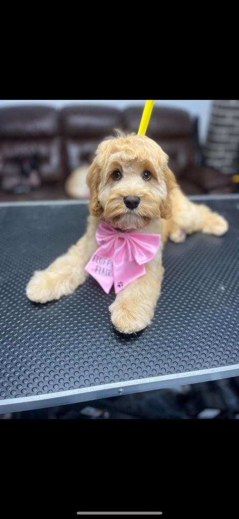 Cockapoo for sale