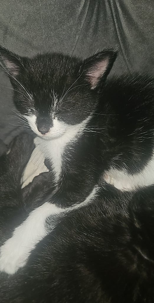 Black kittens for sale 