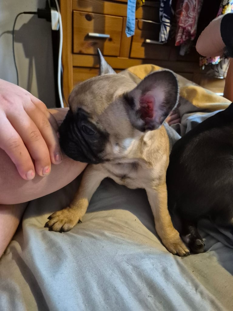 French bulldog puppies