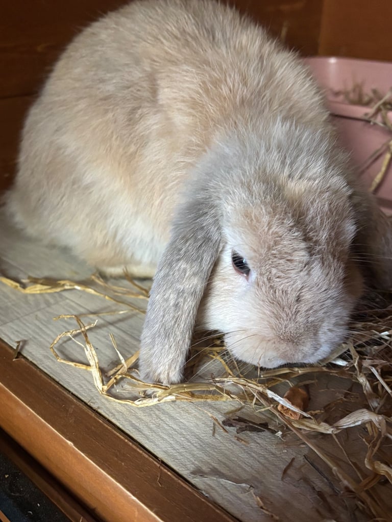 image for Male mini lop 