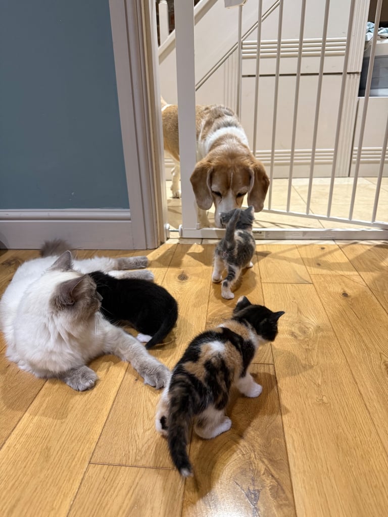 Last boy remaining - ragdoll cross kittens for sale 