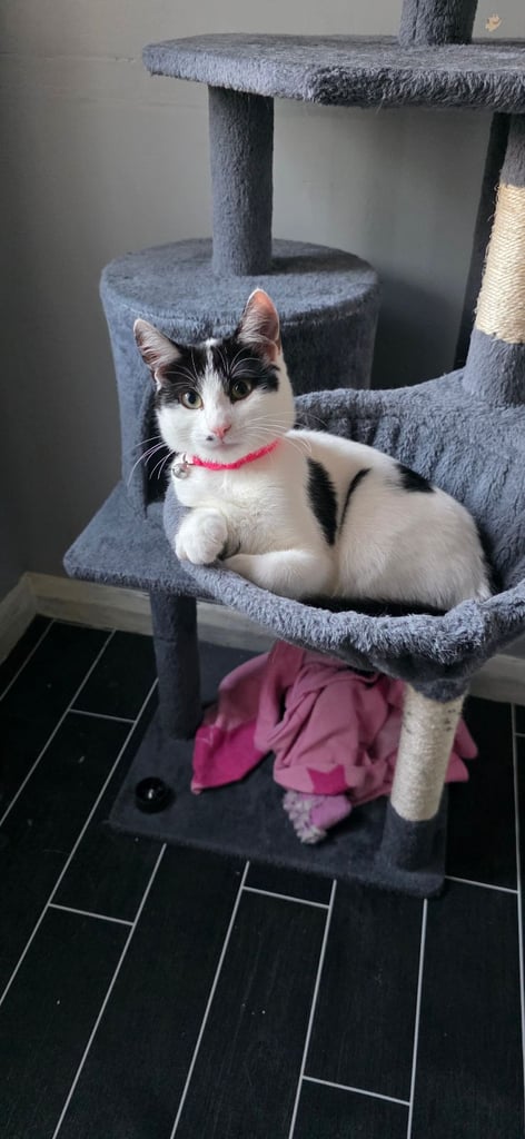 image for Kitten with accessories