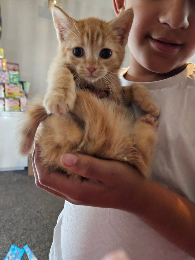 Ginger female kitten ready now