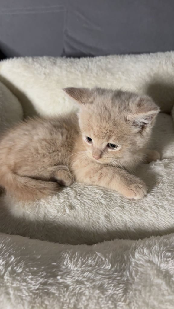 😸 Adorable 8-Week-Old British Shorthair x Russian Blue – Ready for a Loving Home! 🏡
