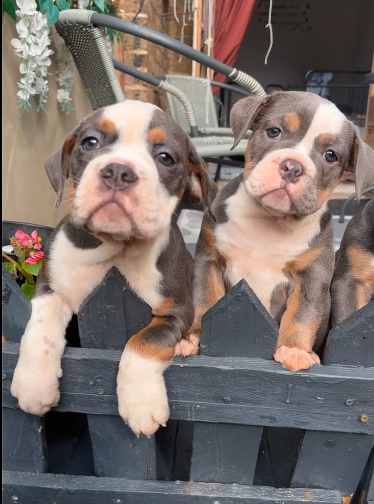 Olde English bulldog puppies READY NOW