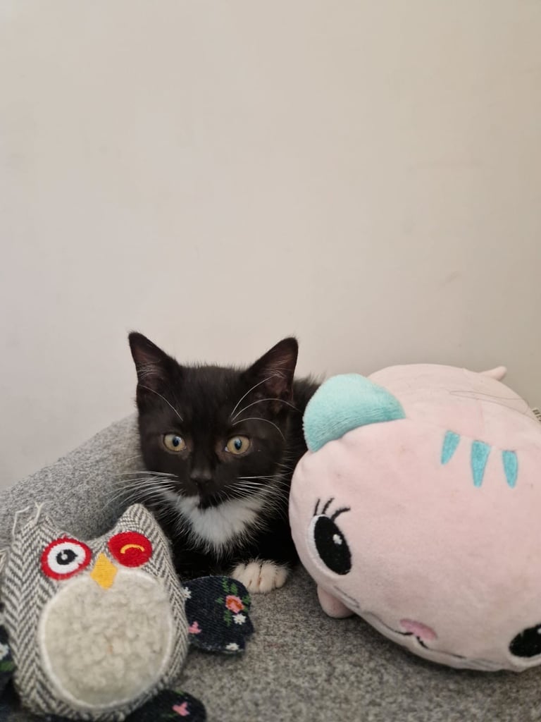 4 adorable kitties for sale