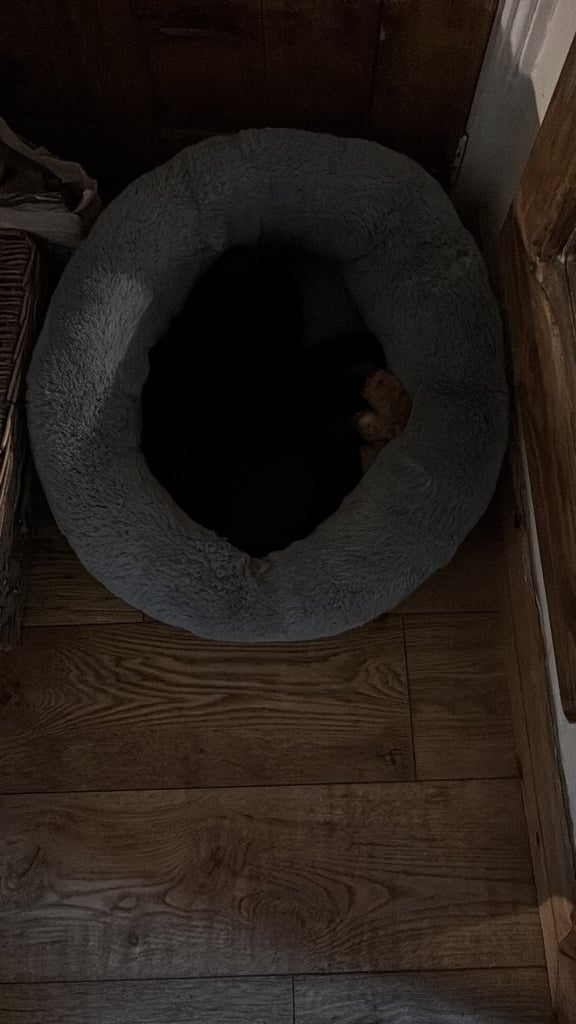 Litter tray