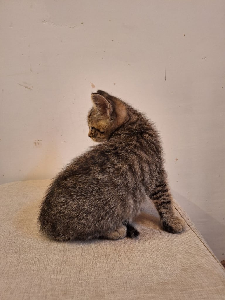  Kittens for sale 