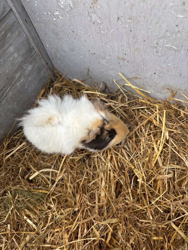 Guinie pigs