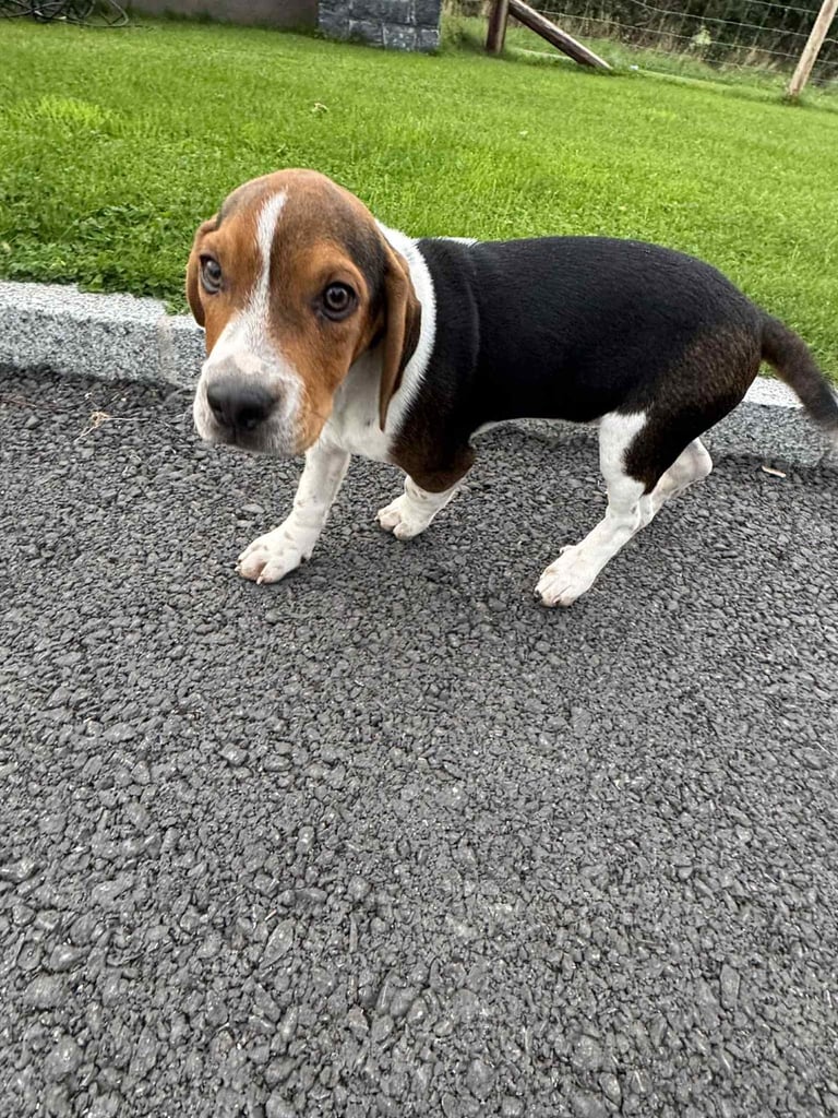 image for Puppy beagle 