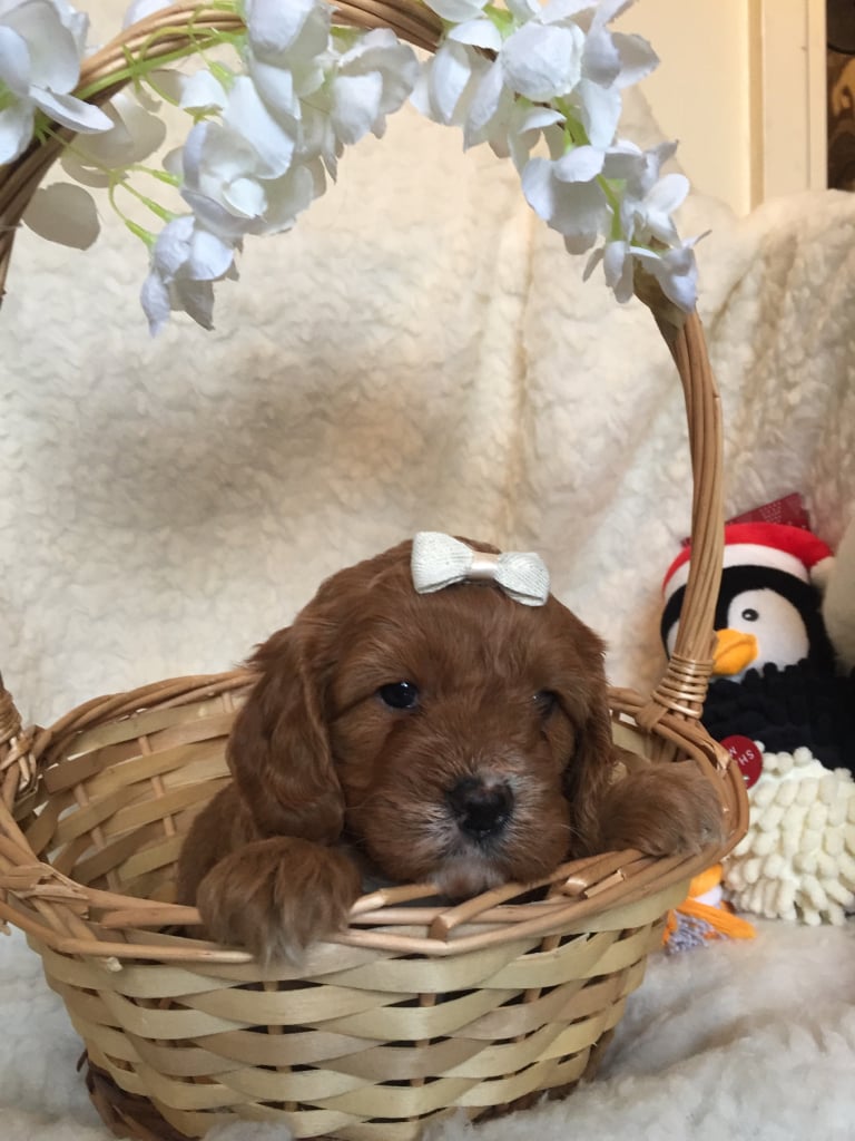 Cavapoo puppies for sale in Brierfield, Lancashire Gumtree