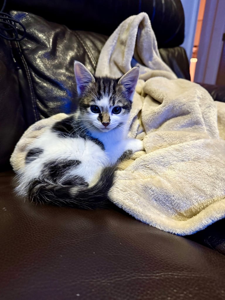 Cute 8 week old kitten