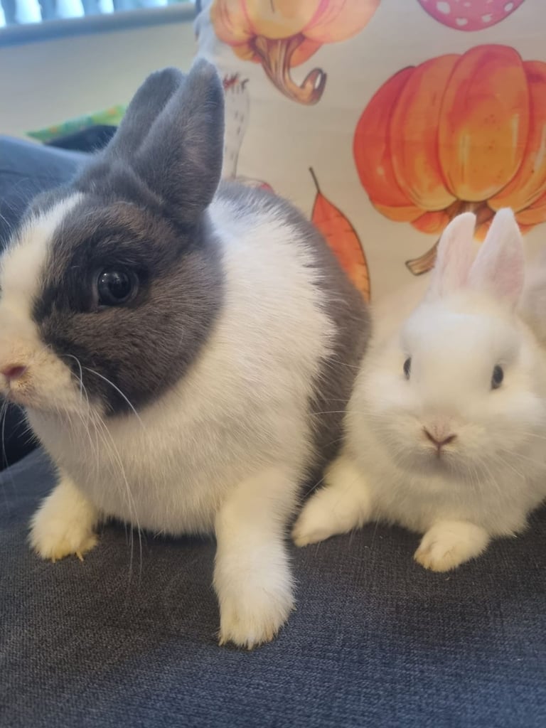 Netherland dwarf rabbits