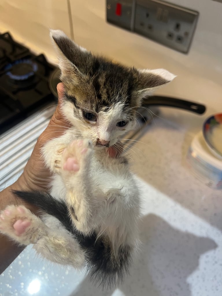 Two Kittens available for sale