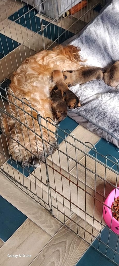 8 week old shitzu cross frenchie 